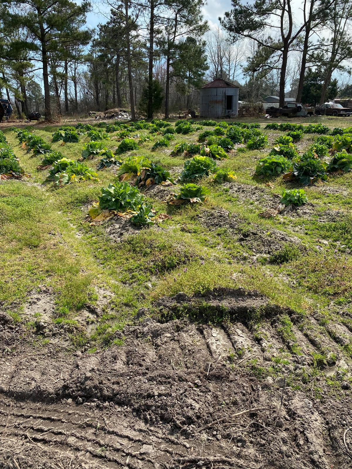 Leafy vegetable crops growing in the farm fields