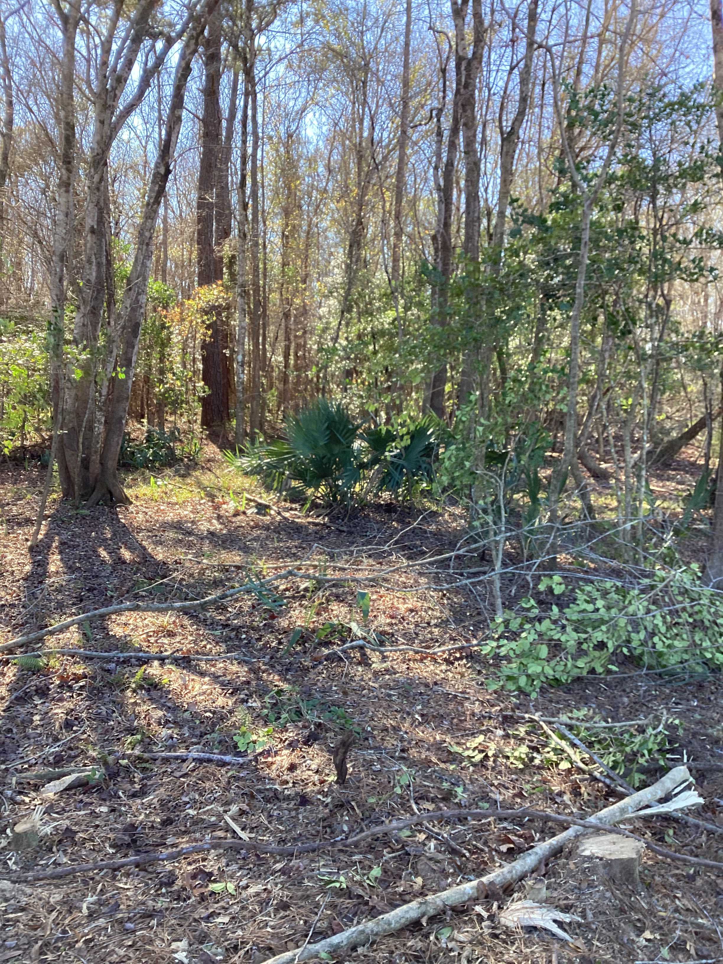 Cleared forest floor after pine harvest