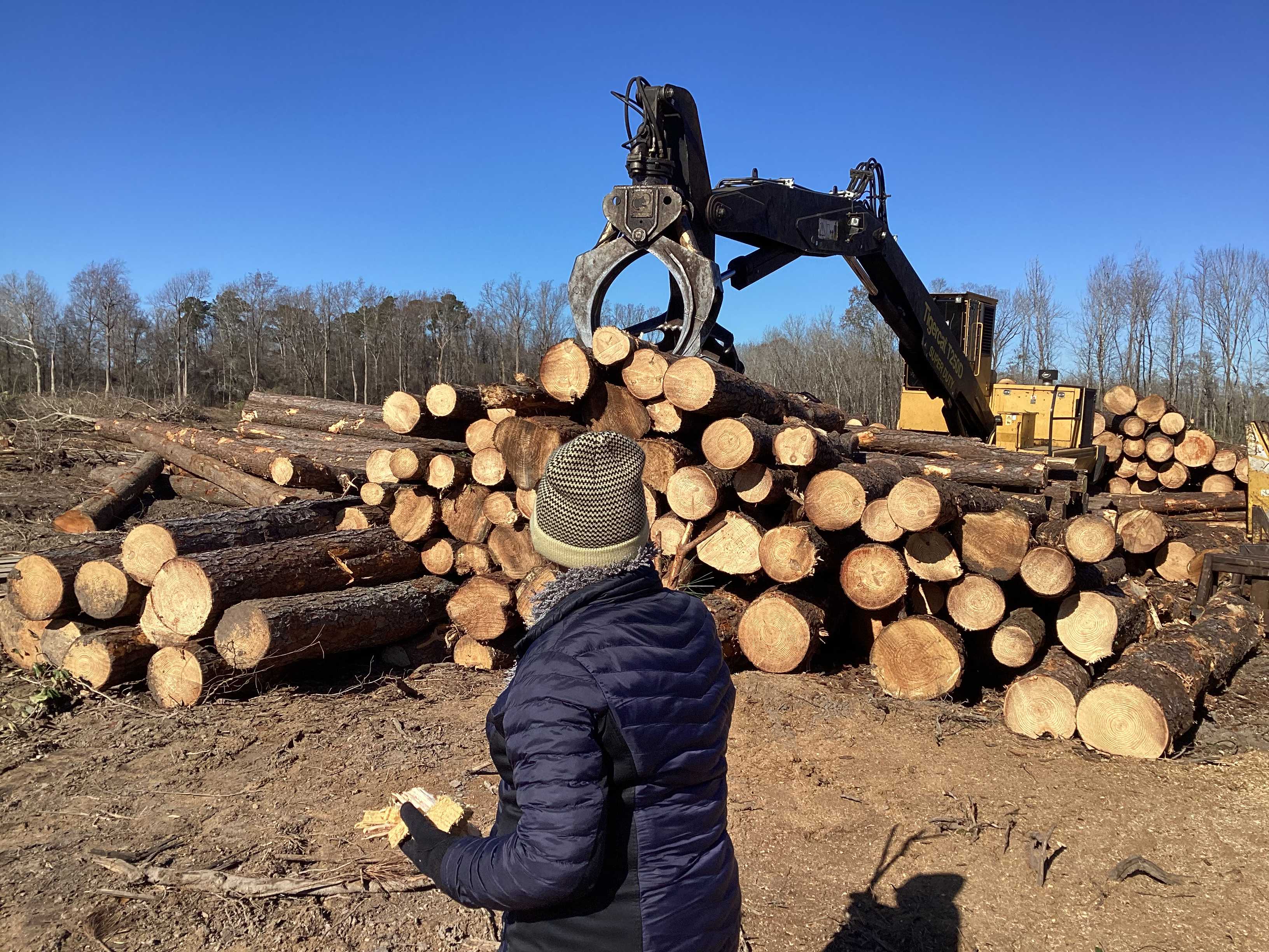 Harvested pine logs at Mattocks Riverview Farms