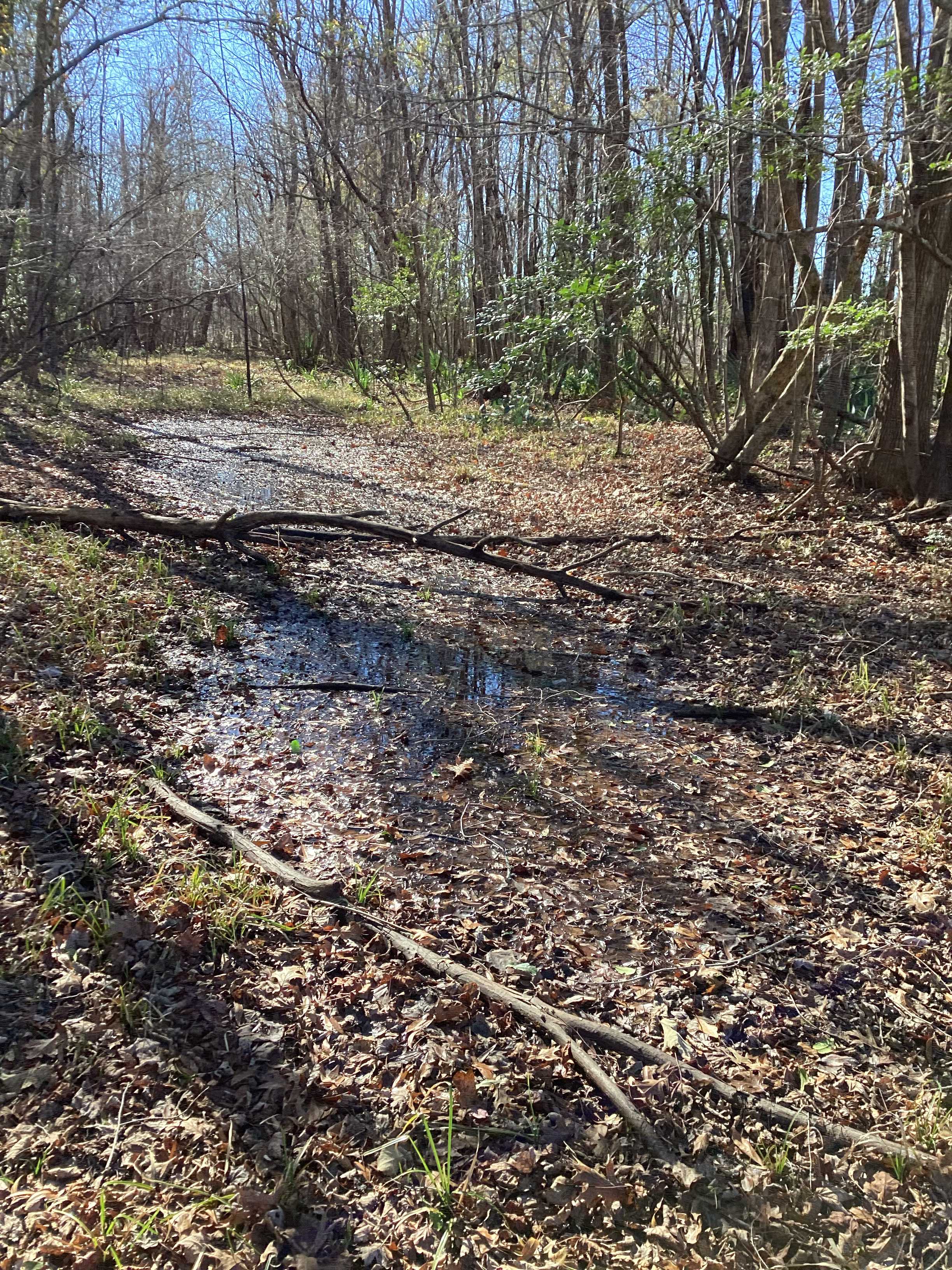 Forest path through wetland area during harvest