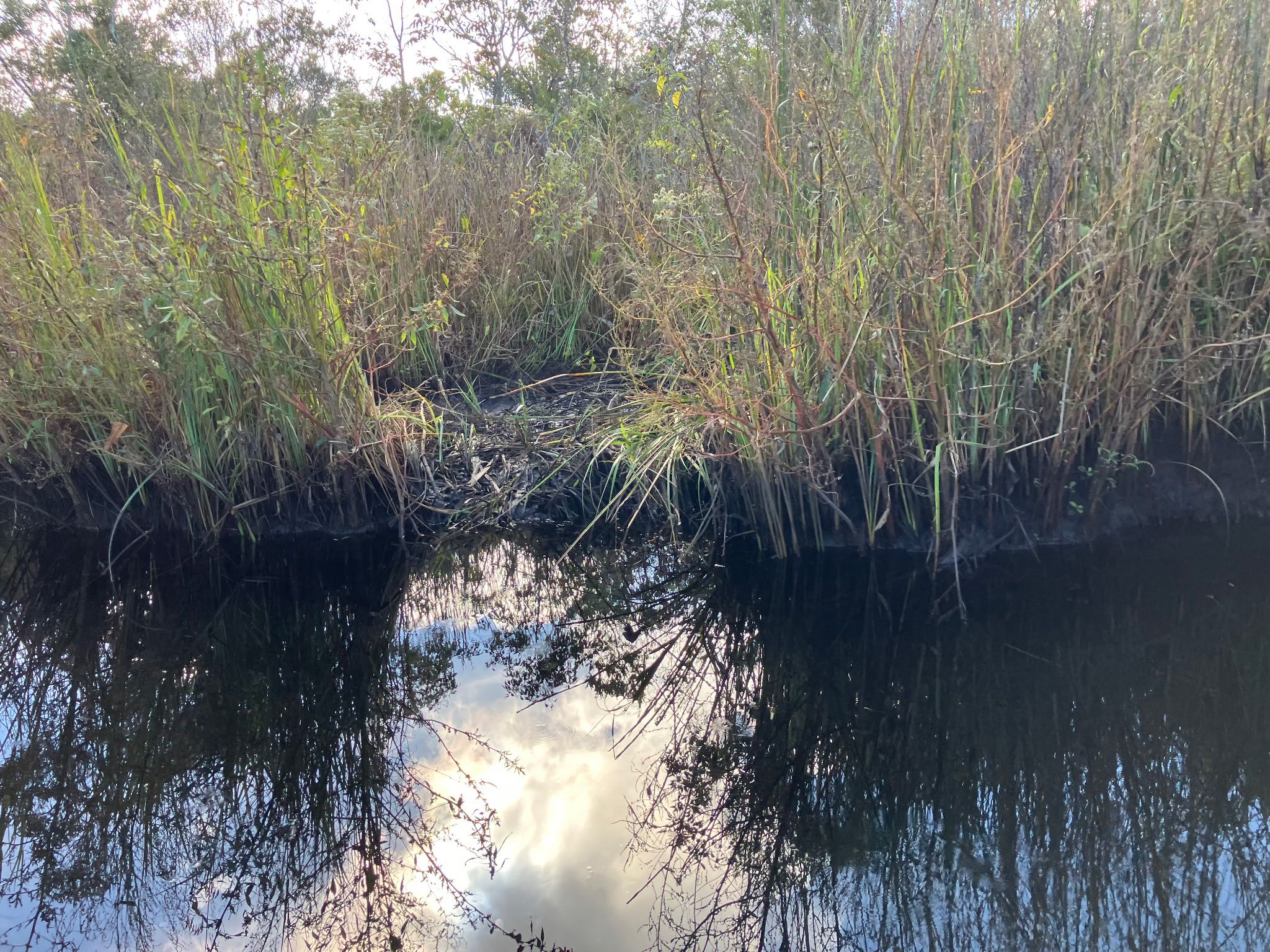 Wetland marsh grasses reflected in still dark water at the river's edge