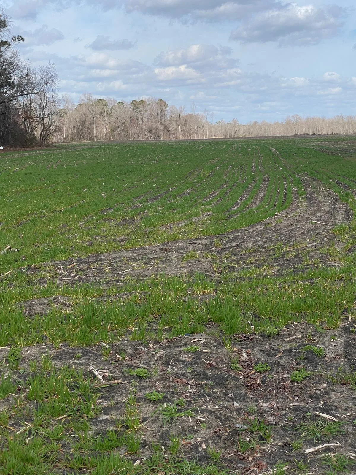 Agricultural fields