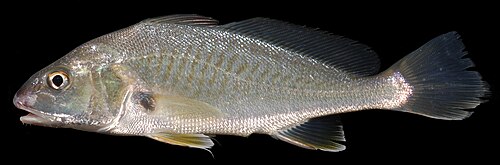 Atlantic Croaker
