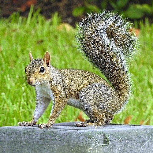 Eastern Grey Squirrel
