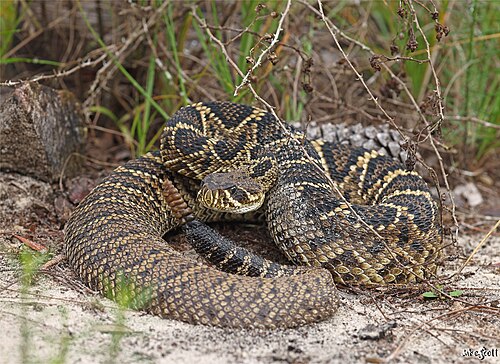 Eastern Diamondback Rattlesnake