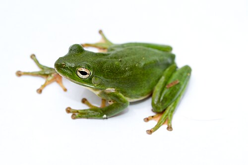 American Green Tree Frog